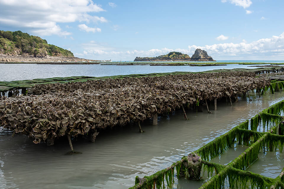 Magnifique photo des Parcs à huîtres de Cancale